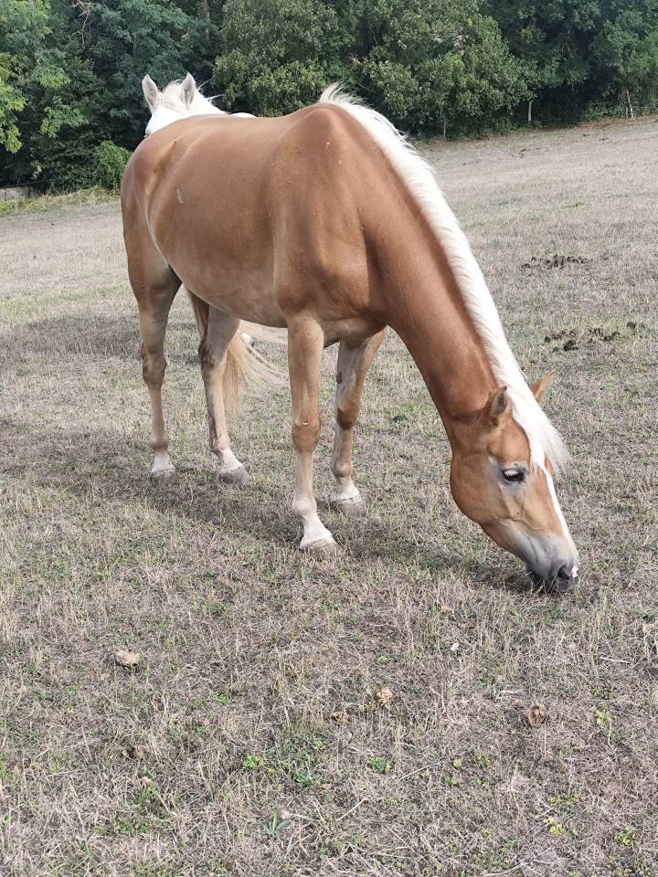 Jument Haflinger - 4 ans loisir 