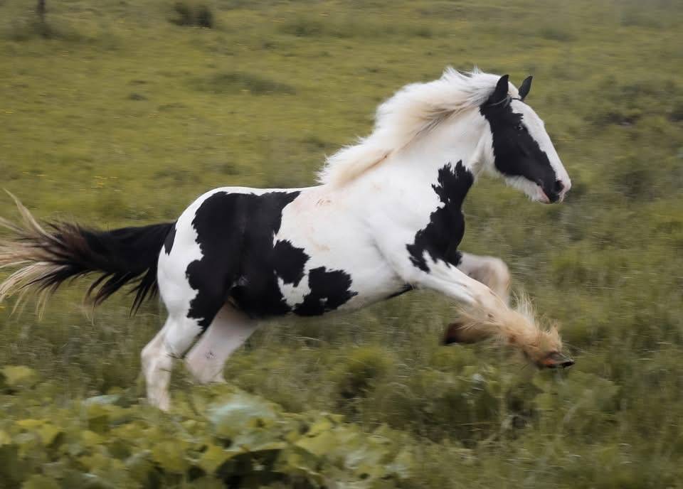 Poulain irish cob 