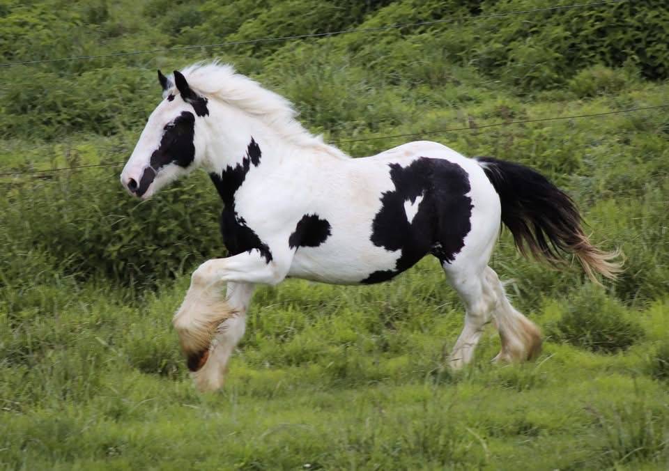 Poulain irish cob 