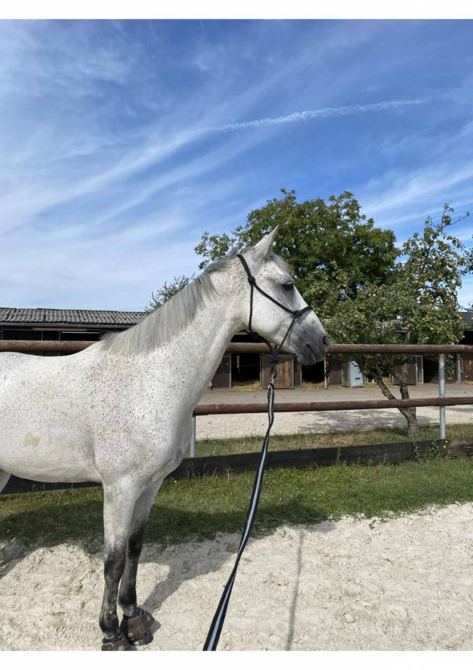 Demi-pension &ndash; Ponette 1.49