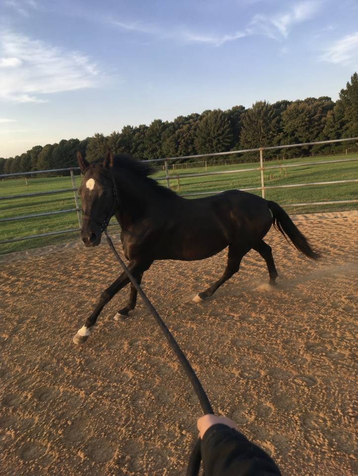 Super cheval &agrave; vendre 