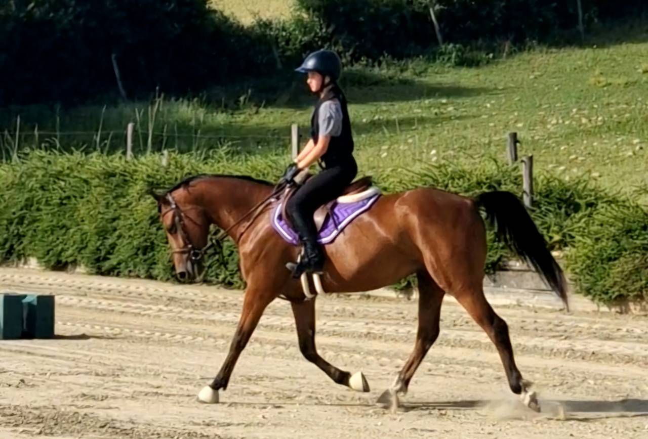 petit cheval de 7 ans