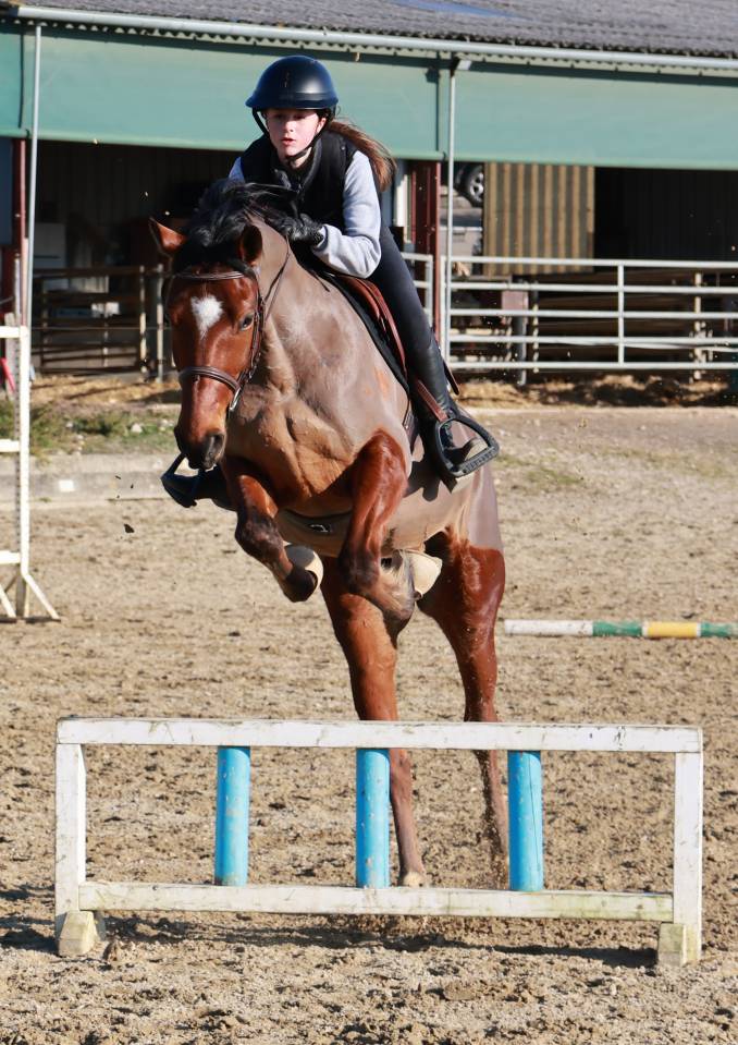 petit cheval de 7 ans