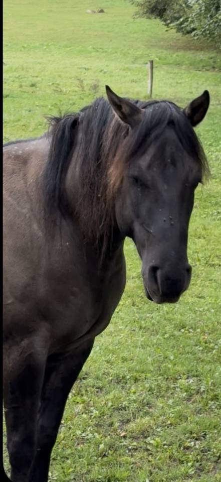Quarter Horse 4 ans Couleur Grullo