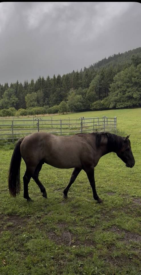 Quarter Horse 4 ans Couleur Grullo