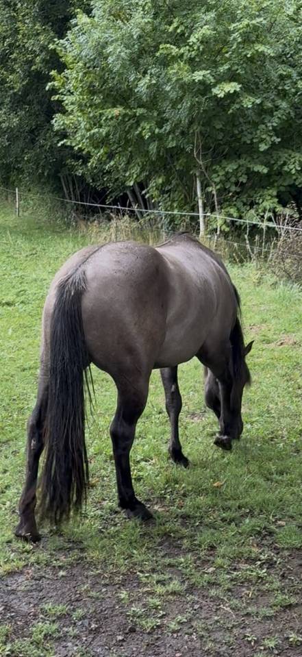 Quarter Horse 4 ans Couleur Grullo