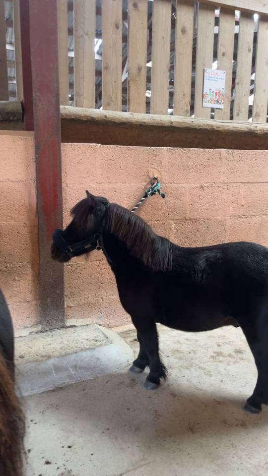 poney a vendre