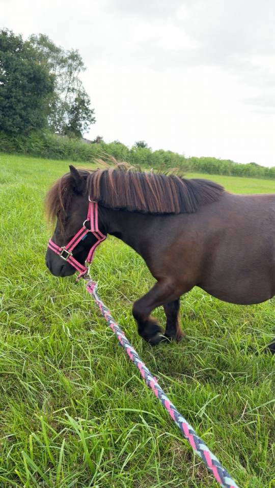 poney a vendre