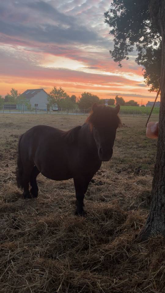 poney a vendre