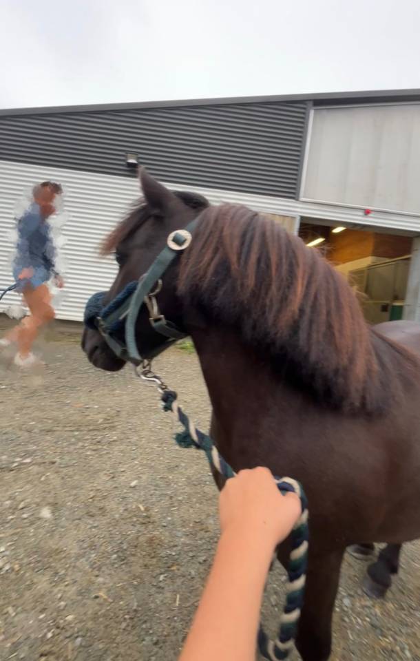 poney a vendre