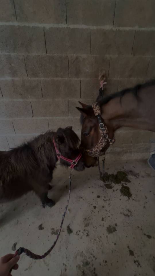 poney a vendre