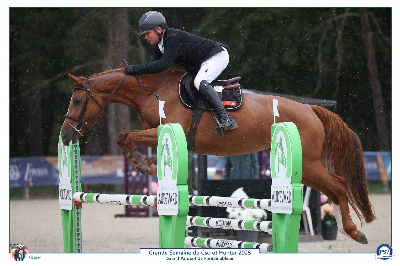 Jument CSO Selle Fran&ccedil;ais 