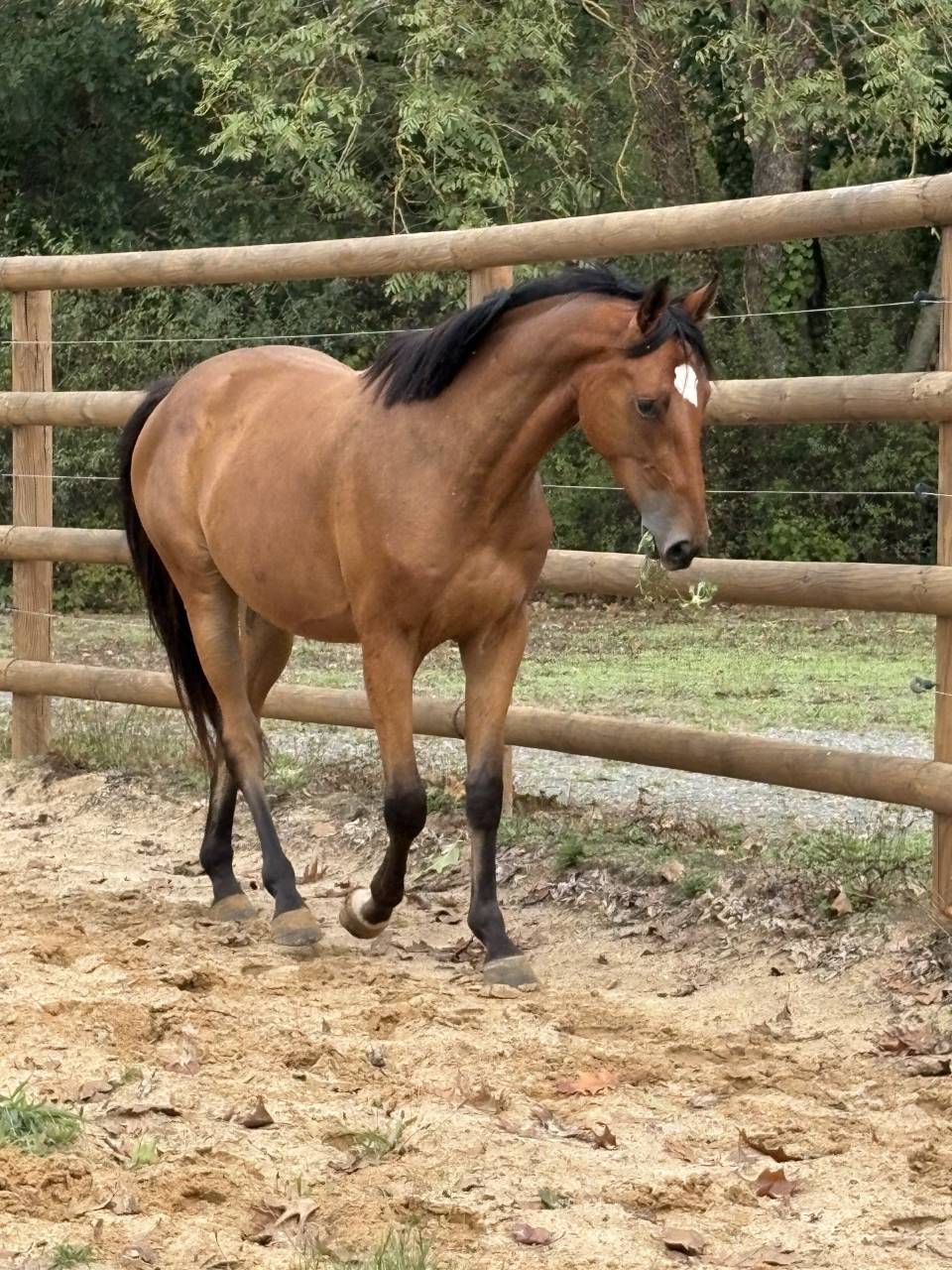 Top cheval cce / cso 