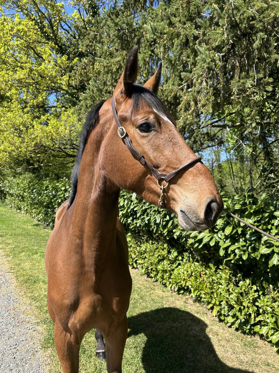 Top cheval cce / cso 