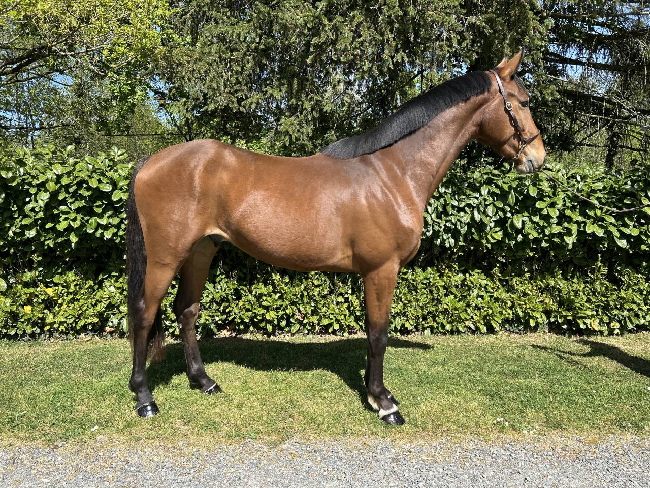 Top cheval cce / cso 