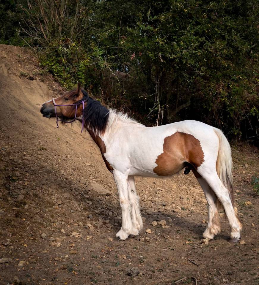 Hongre Irish Cob 