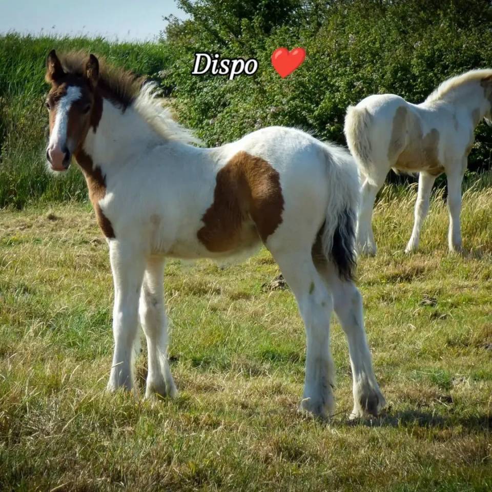 Hongre Irish Cob 