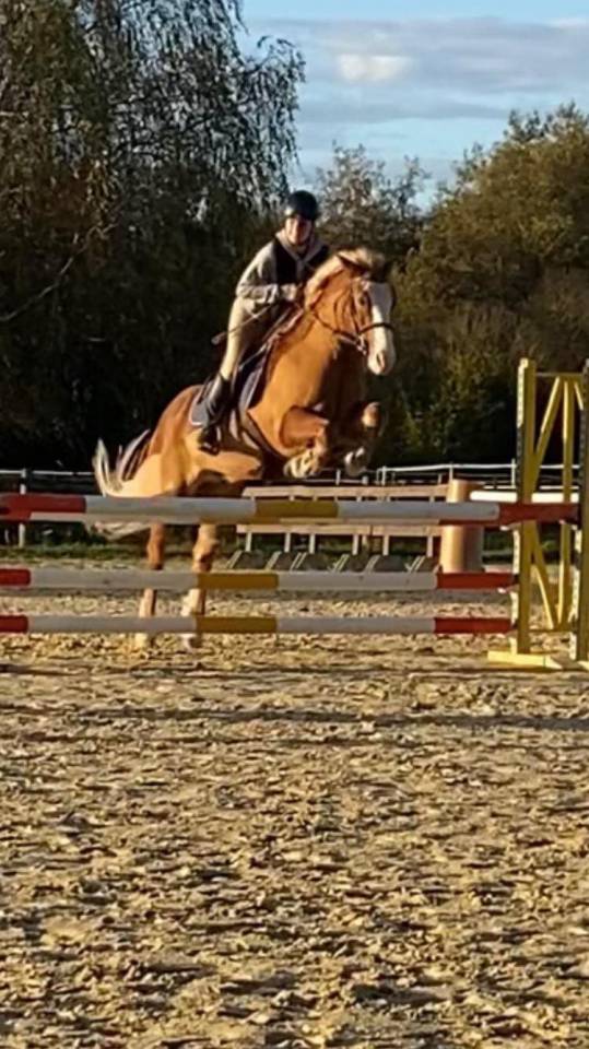 Poney d polyvalent 9ans