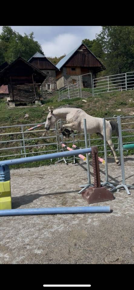 Hongre Arabe/Camargue