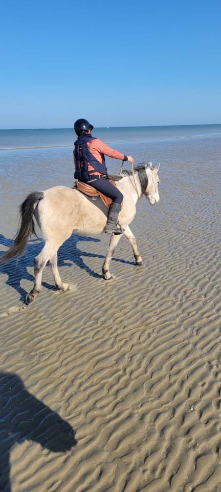 Hongre Arabe/Camargue
