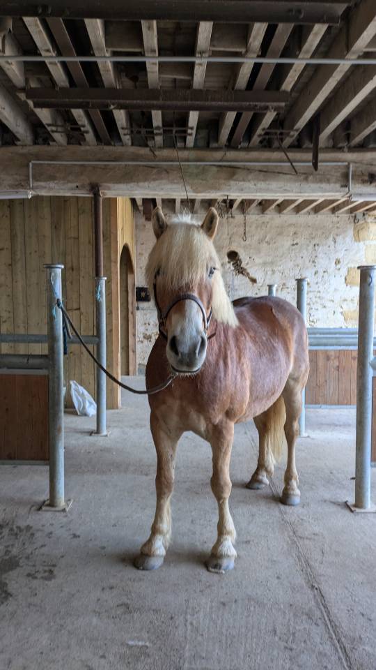 Poney Haflinger PP 7 ans 