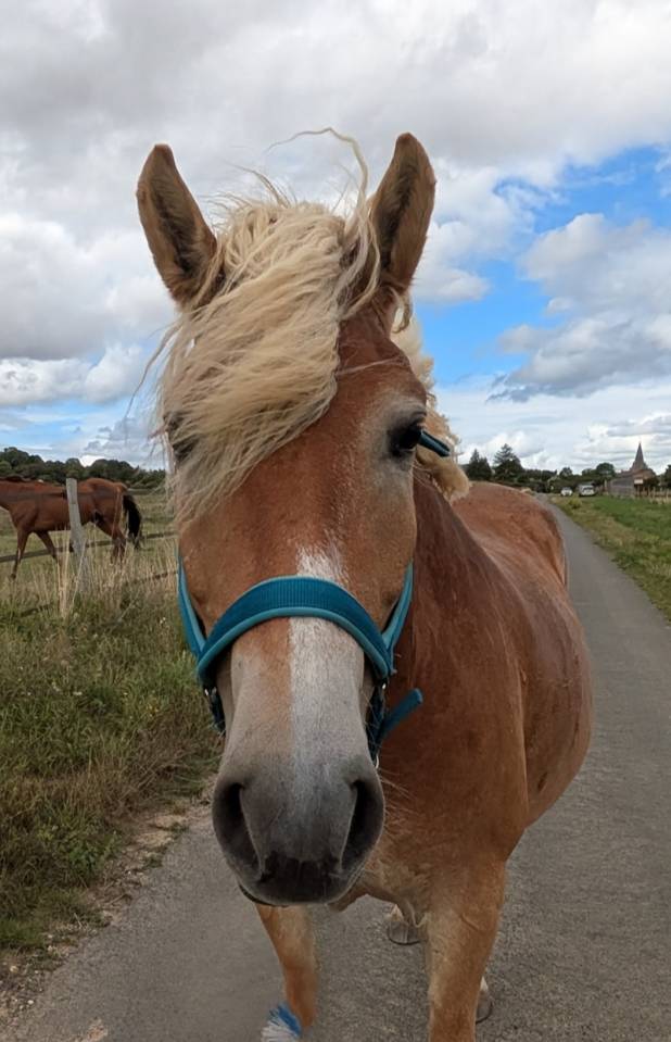 Poney Haflinger PP 7 ans 
