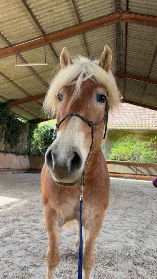 Poney Haflinger PP 7 ans 