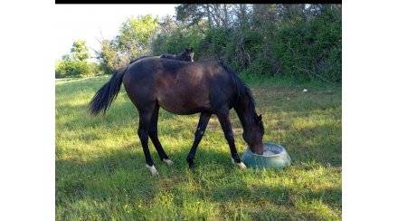 Pouliche yearling PS pour courses