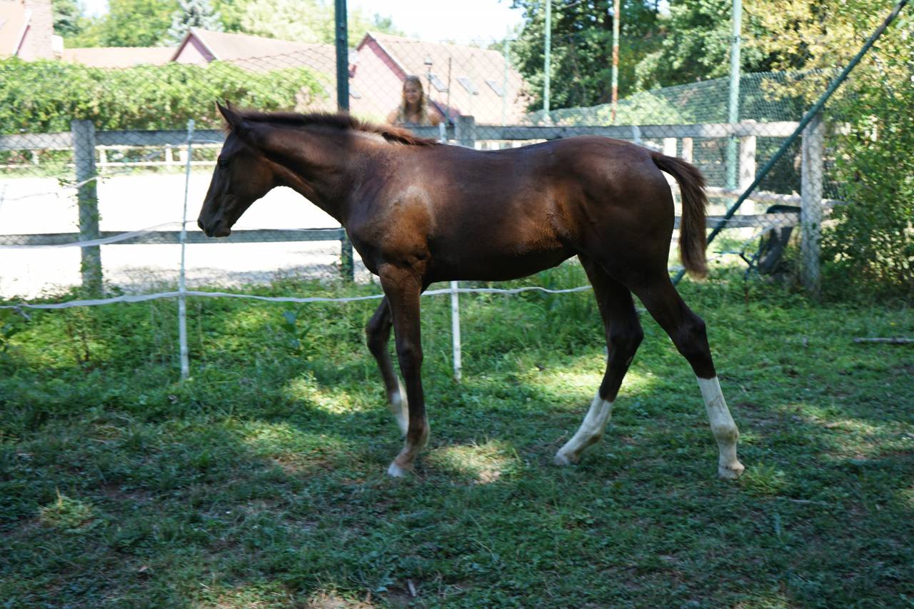 Pouliche par Candy de nantuel 