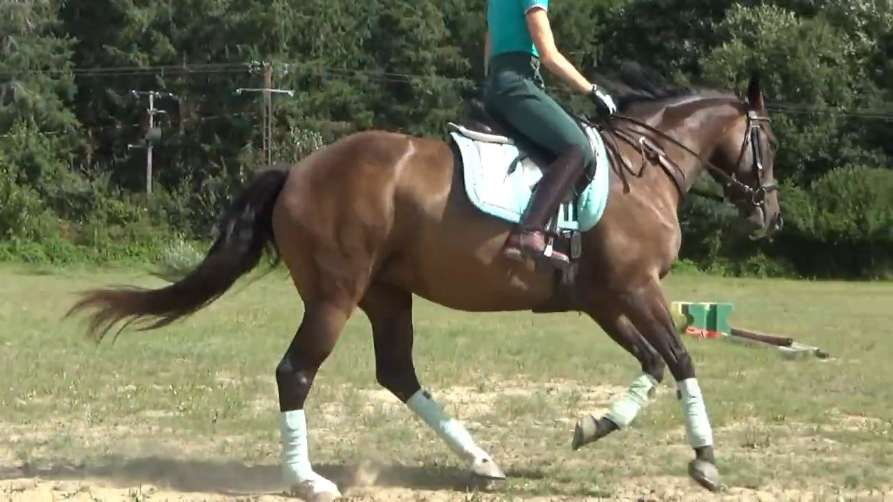 Adorable petite jument de dressage