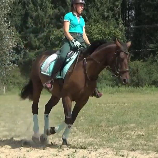Adorable petite jument de dressage