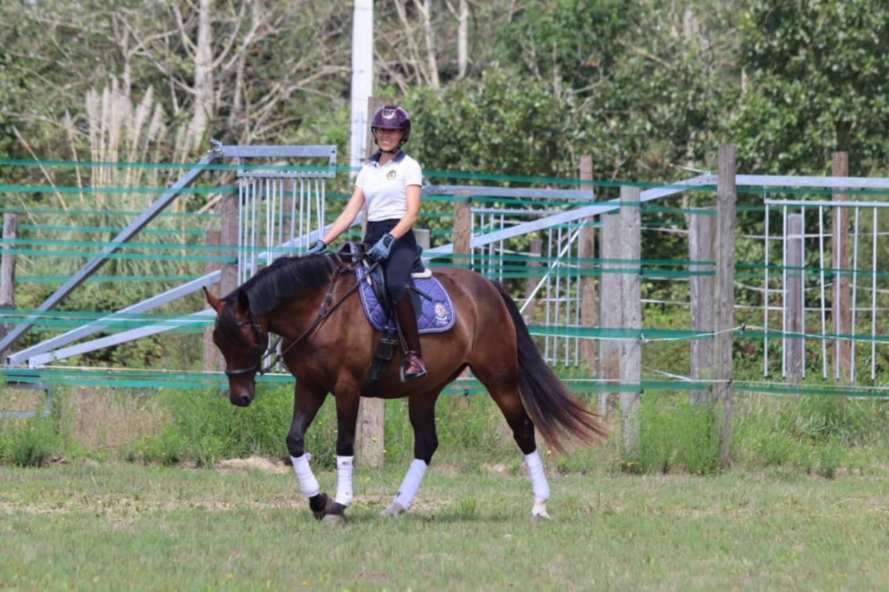 Adorable petite jument de dressage