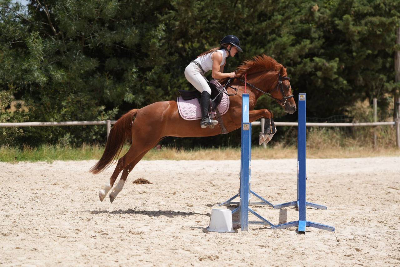 Ponette D Welsh Part Bred 5 ans