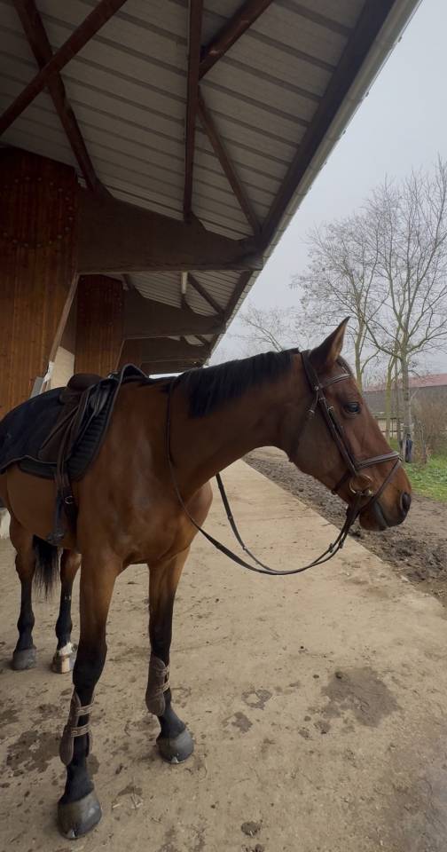 Jument de CSO de 8 ans 