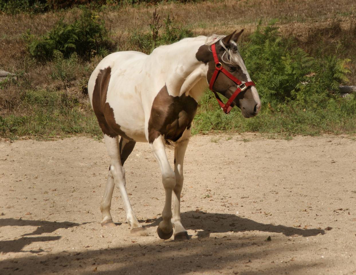 Pouliche Welsh-Part-Bred