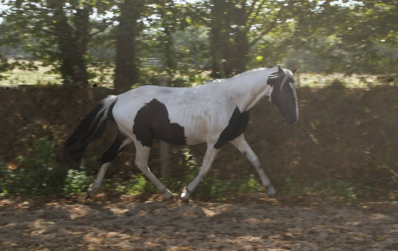 Pouliche Welsh-Part-Bred