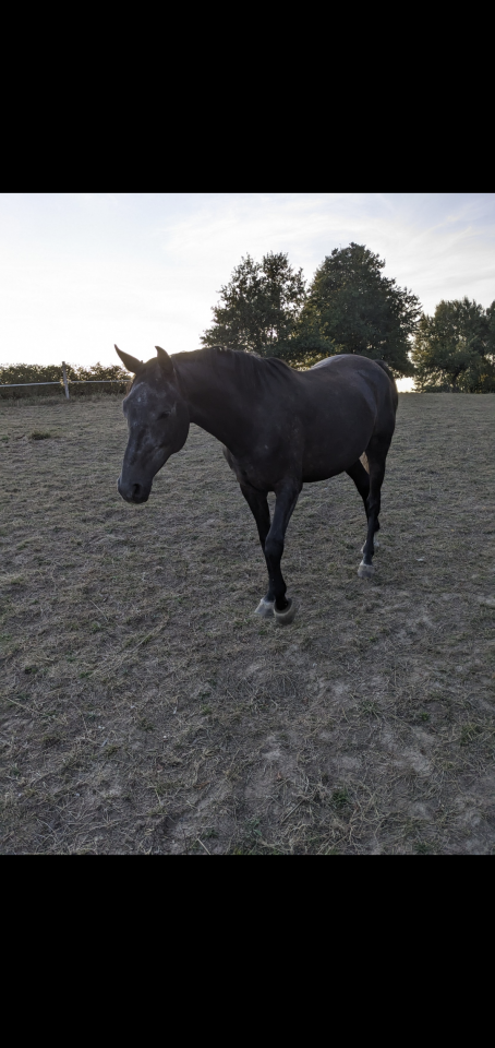 Magnifique hongre 5 ans 