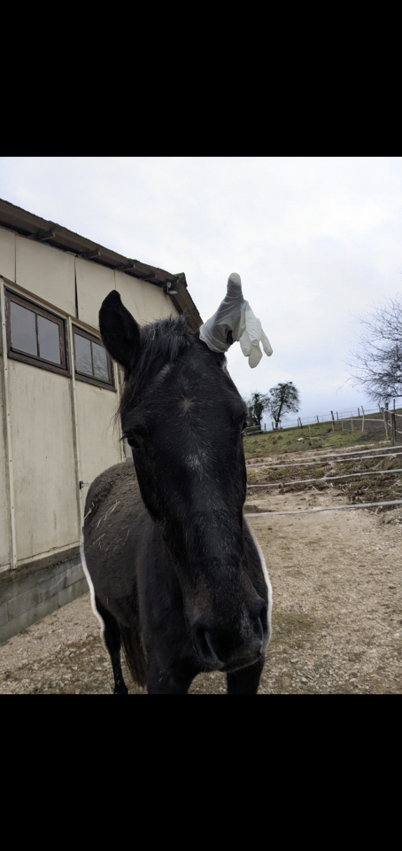 Magnifique hongre 5 ans 