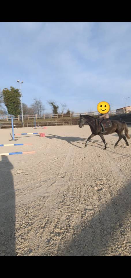 Magnifique hongre 5 ans 