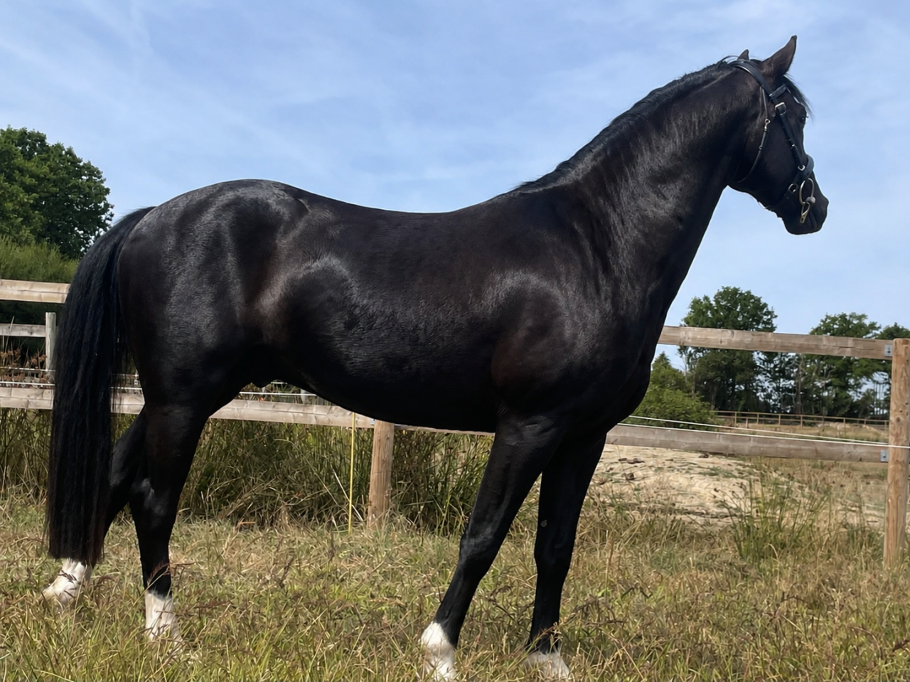 Top poney CSO ou CCE