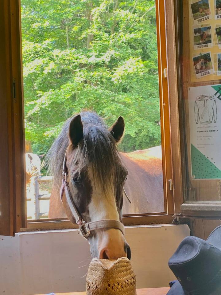 Poney D