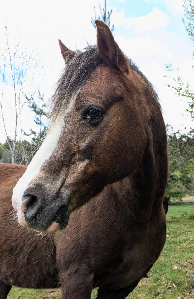 Poney D