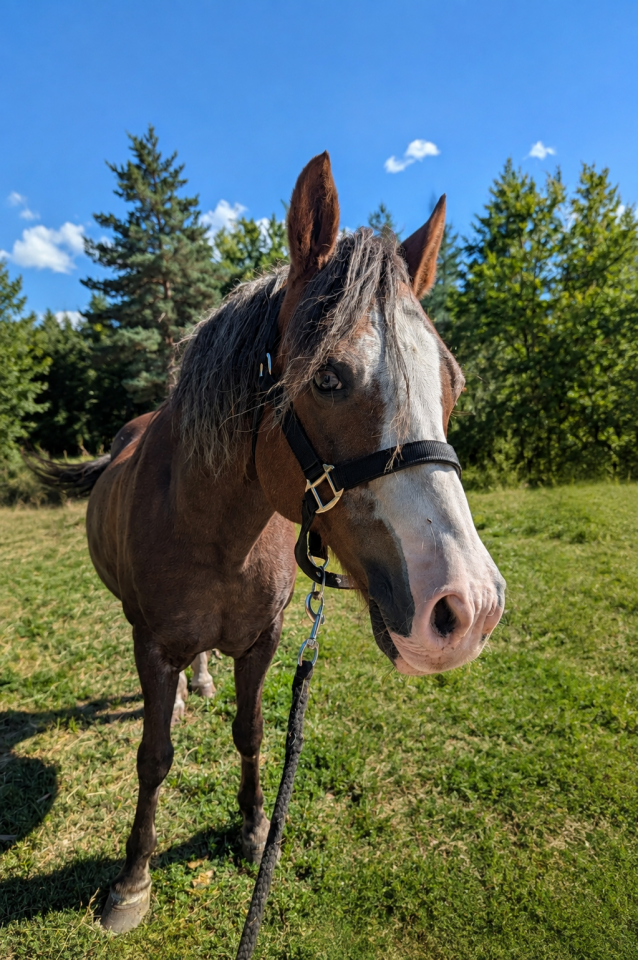 Poney D