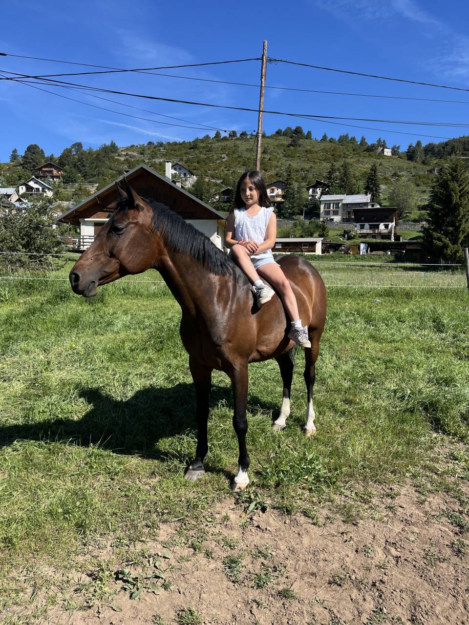 Ponette D bai demi sang arabe 12 ans