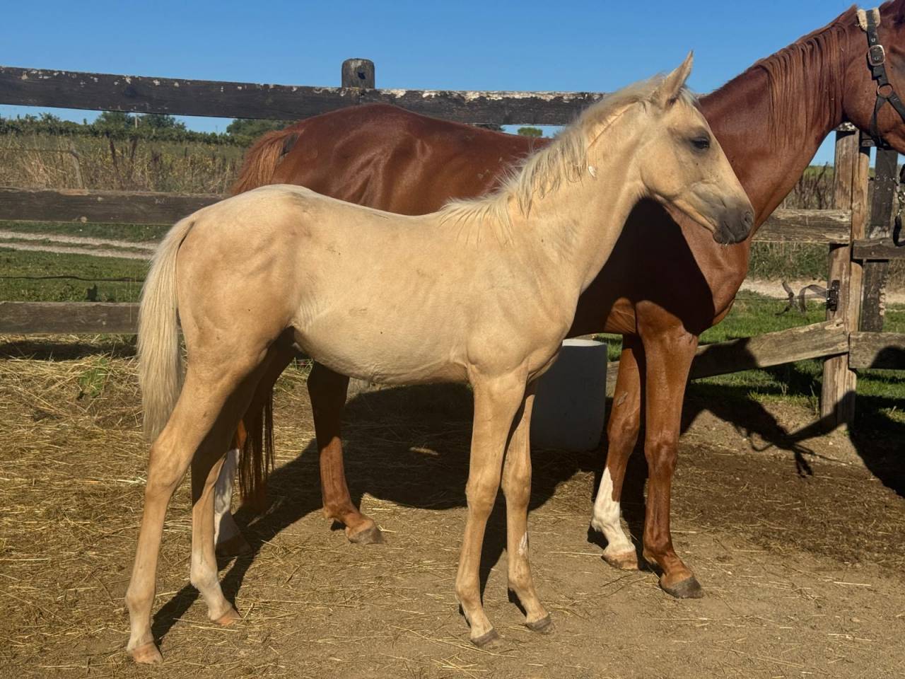 Poulain palomino arabe x quarter horse 