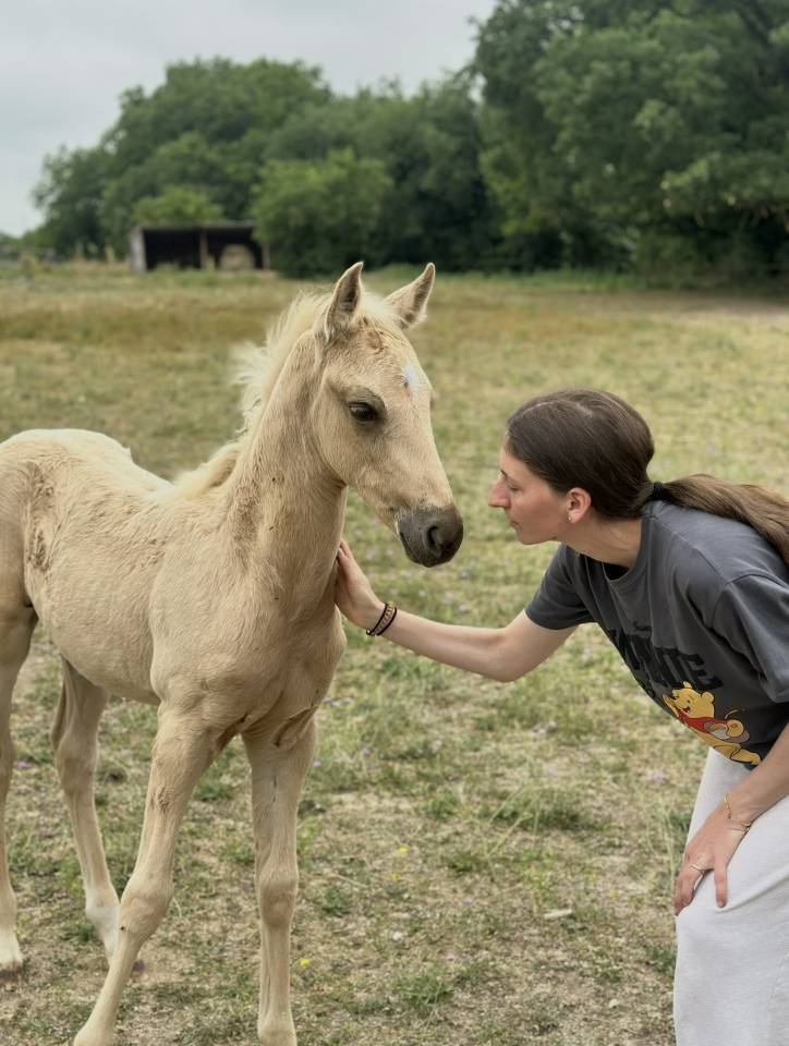 Poulain palomino arabe x quarter horse 