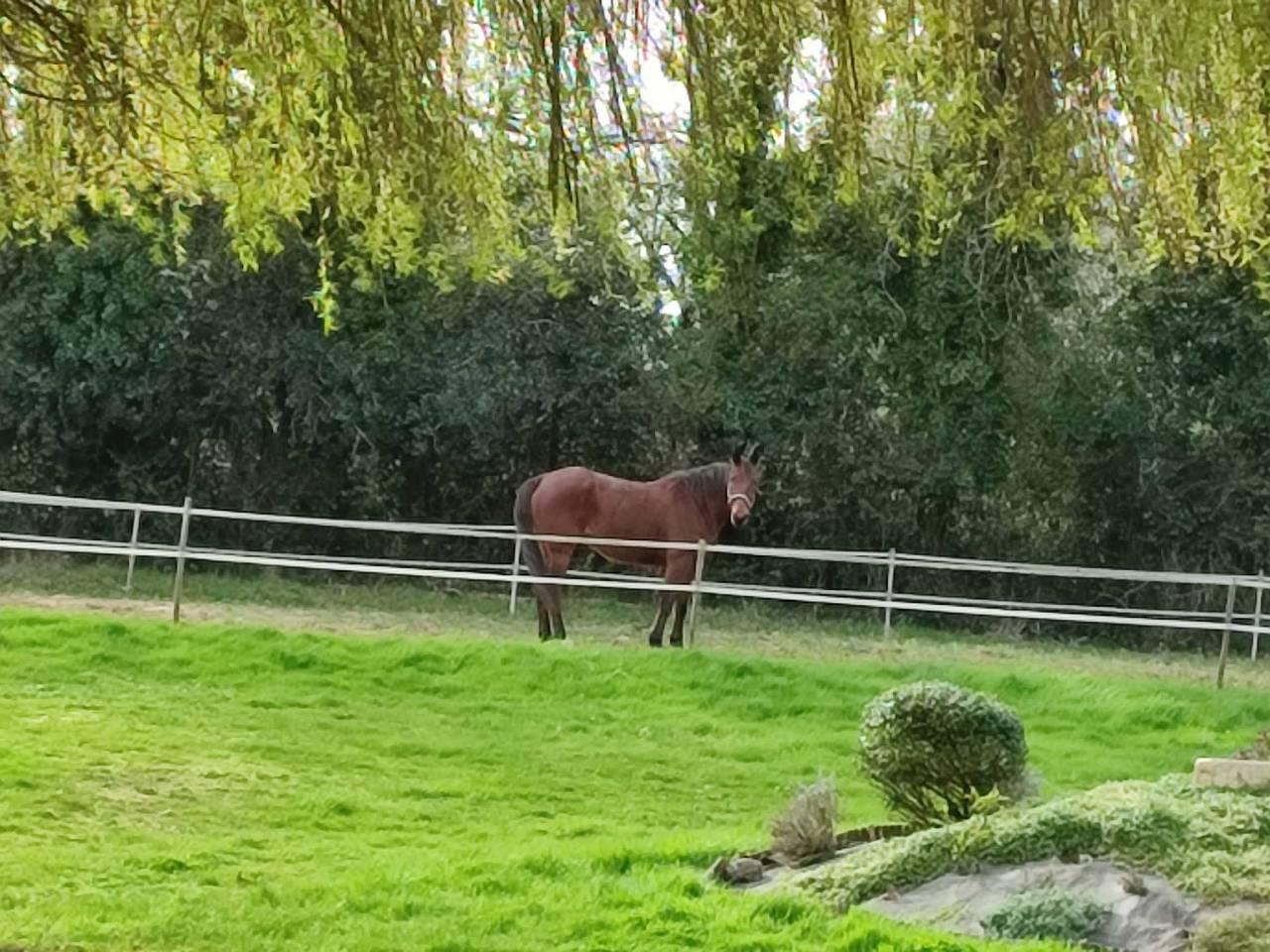 G.M. cherche sa nouvelle famille.