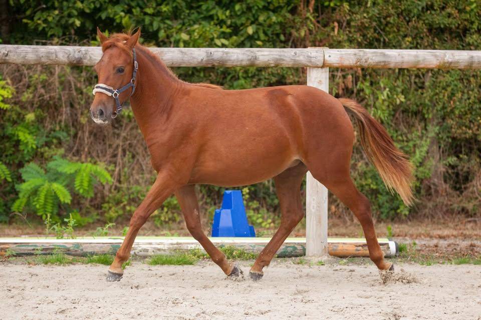 Belle ponette New forest de croisement Taille C 