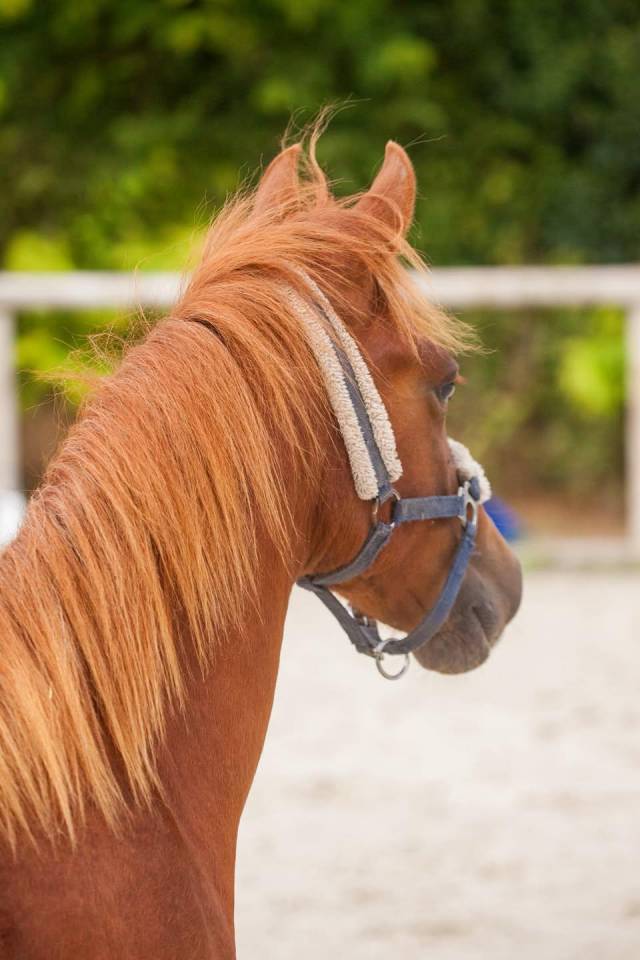 Belle ponette New forest de croisement Taille C 