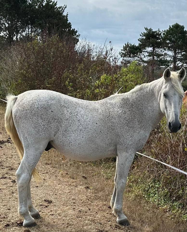 Vends poney hongre gris ONC
